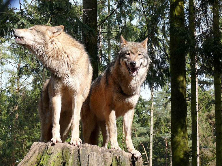 Wolfspaar, Foto: G. Ries/ www.wikipedia.org